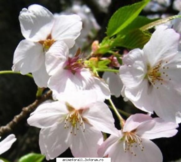 Galerie! - mor dupa florile de cires - ~Japonia tara ciresilor in floare~