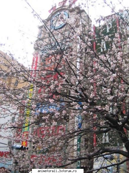 Galerie! - cam atat pentru un moment - ~Japonia tara ciresilor in floare~